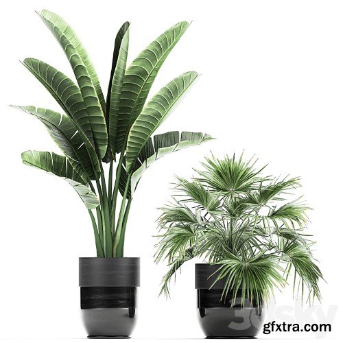 3dsky Pro - Collection of plants in black pots with Bamboo, Banana, fan palm, fern, strelitzia. Set 711