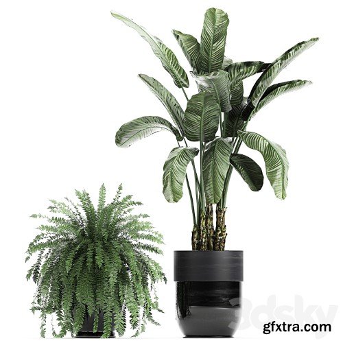 3dsky Pro - Collection of plants in black pots with Bamboo, Banana, fan palm, fern, strelitzia. Set 711