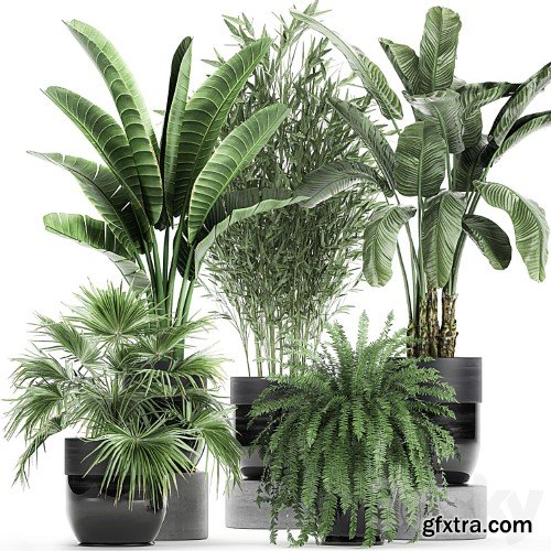 3dsky Pro - Collection of plants in black pots with Bamboo, Banana, fan palm, fern, strelitzia. Set 711