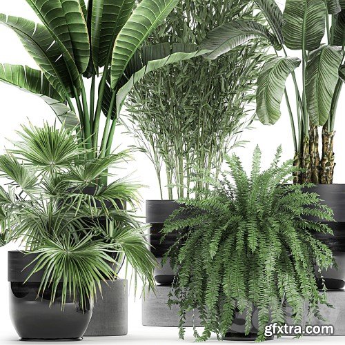 3dsky Pro - Collection of plants in black pots with Bamboo, Banana, fan palm, fern, strelitzia. Set 711