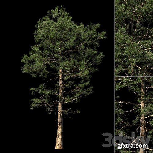 3dsky Pro - Pine | Pinus # 002 (16.5m)