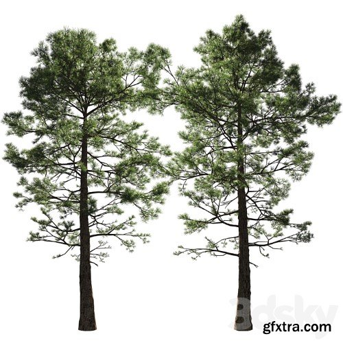 3dsky Pro - Pine | Pinus # 002 (16.5m)