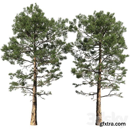 3dsky Pro - Pine | Pinus # 002 (16.5m)