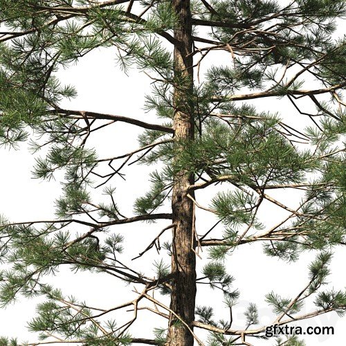 3dsky Pro - Pine | Pinus # 002 (16.5m)