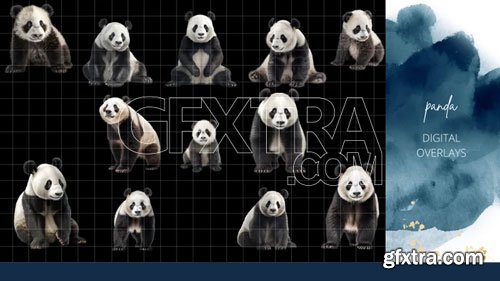 Finding North Education - Panda Digital Overlays