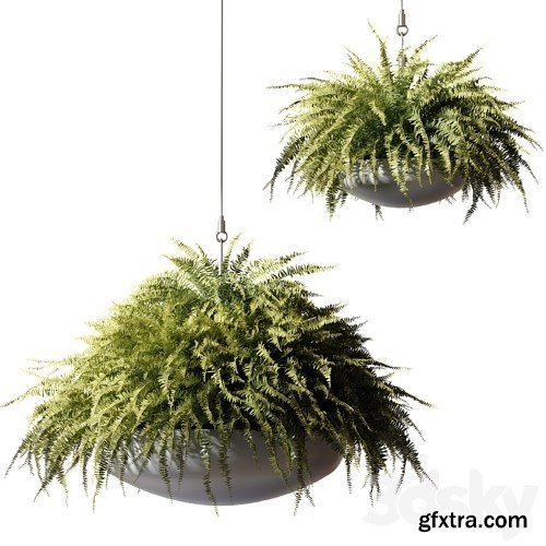 3dsky Pro - Ampelous plants Nephrolepis sublime in gray hanging pots