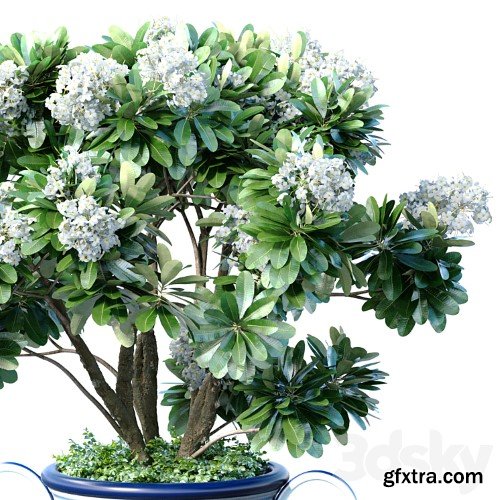 3dsky Pro - Decorative blooming garden tree with white Plumeria flowers in a vase