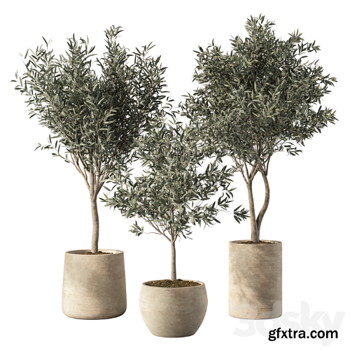 3dsky Pro - Olive Tree Indoor Plants Set.85