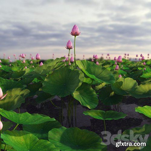 3dsky Pro - lotus plant