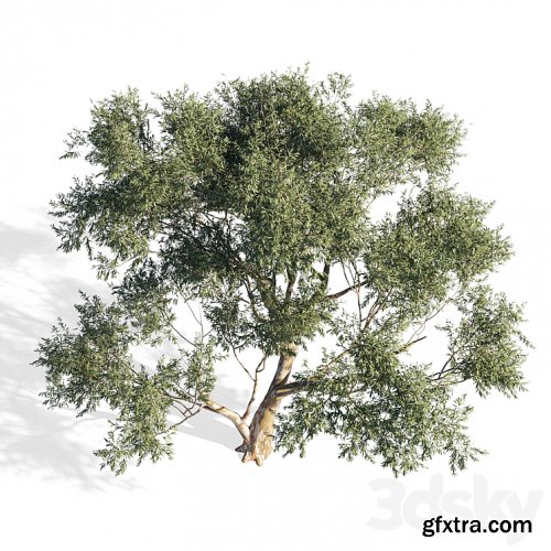 3dsky Pro - Eucalyptus 6