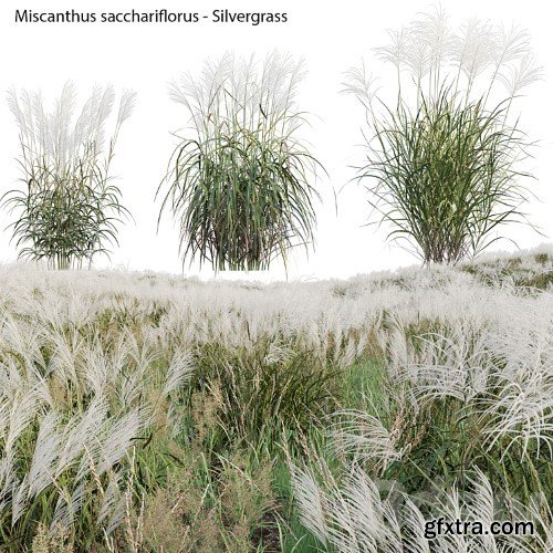 3dsky Pro - Miscanthus sacchariflorus - Silvergrass 02