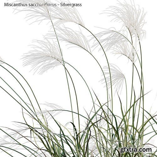 3dsky Pro - Miscanthus sacchariflorus - Silvergrass 02