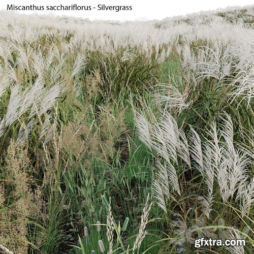 3dsky Pro - Miscanthus sacchariflorus - Silvergrass 02
