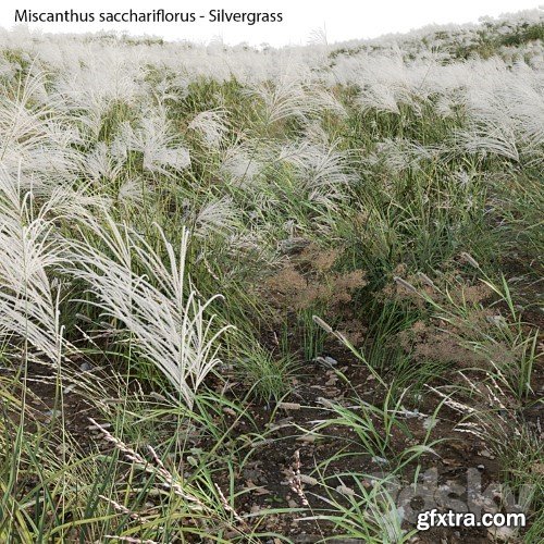 3dsky Pro - Miscanthus sacchariflorus - Silvergrass 02