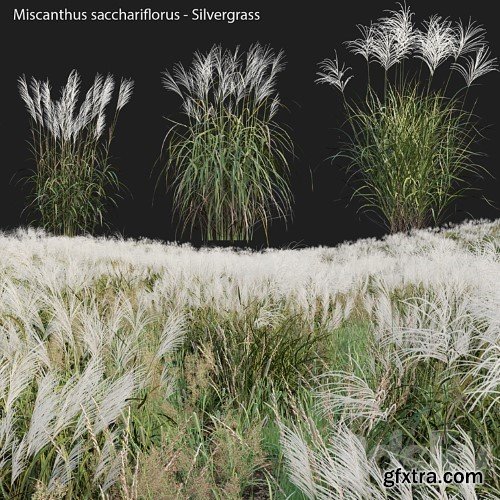 3dsky Pro - Miscanthus sacchariflorus - Silvergrass 02