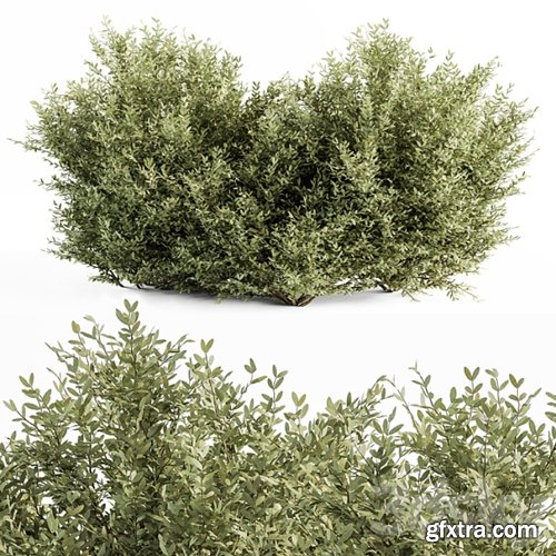 3dsky Pro - Buxsus Leaf Bush - Bush Set 27