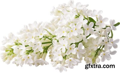 SPRING BRANCHES - Buds, Sprouts & Flowered 85xPNG SPRING BRANCHES - Buds, Sprouts & Flowered 85xPNG