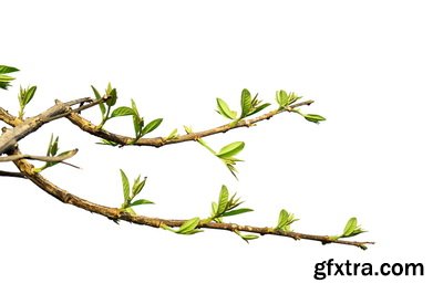 SPRING BRANCHES - Buds, Sprouts & Flowered 85xPNG SPRING BRANCHES - Buds, Sprouts & Flowered 85xPNG