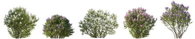 SPRING BRANCHES - Buds, Sprouts & Flowered 85xPNG SPRING BRANCHES - Buds, Sprouts & Flowered 85xPNG