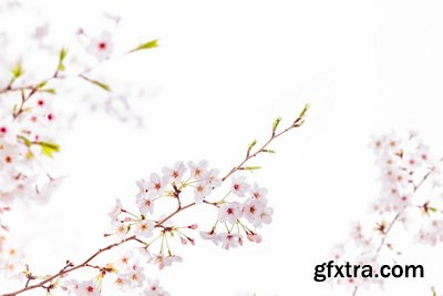 SPRING BRANCHES - Buds, Sprouts & Flowered 85xPNG SPRING BRANCHES - Buds, Sprouts & Flowered 85xPNG