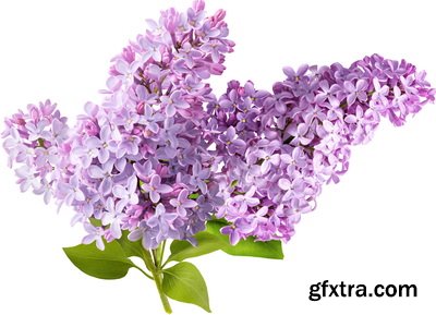 SPRING BRANCHES - Buds, Sprouts & Flowered 85xPNG SPRING BRANCHES - Buds, Sprouts & Flowered 85xPNG