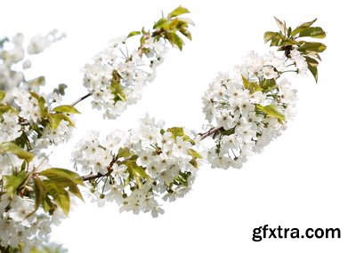 SPRING BRANCHES - Buds, Sprouts & Flowered 85xPNG SPRING BRANCHES - Buds, Sprouts & Flowered 85xPNG