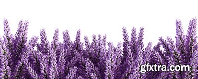 SPRING BRANCHES - Buds, Sprouts & Flowered 85xPNG SPRING BRANCHES - Buds, Sprouts & Flowered 85xPNG