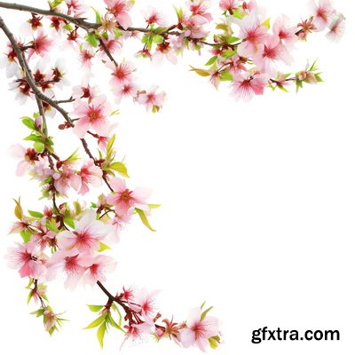 SPRING BRANCHES - Buds, Sprouts & Flowered 85xPNG SPRING BRANCHES - Buds, Sprouts & Flowered 85xPNG