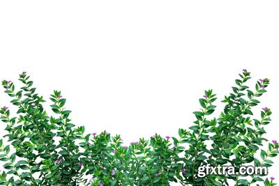 SPRING BRANCHES - Buds, Sprouts & Flowered 85xPNG SPRING BRANCHES - Buds, Sprouts & Flowered 85xPNG