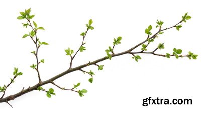SPRING BRANCHES - Buds, Sprouts & Flowered 85xPNG SPRING BRANCHES - Buds, Sprouts & Flowered 85xPNG