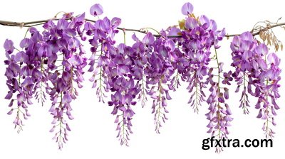 SPRING BRANCHES - Buds, Sprouts & Flowered 85xPNG SPRING BRANCHES - Buds, Sprouts & Flowered 85xPNG