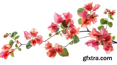 SPRING BRANCHES - Buds, Sprouts & Flowered 85xPNG SPRING BRANCHES - Buds, Sprouts & Flowered 85xPNG