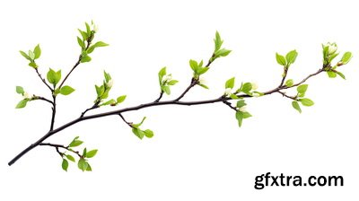 SPRING BRANCHES - Buds, Sprouts & Flowered 85xPNG SPRING BRANCHES - Buds, Sprouts & Flowered 85xPNG