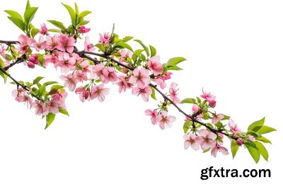 SPRING BRANCHES - Buds, Sprouts & Flowered 85xPNG SPRING BRANCHES - Buds, Sprouts & Flowered 85xPNG