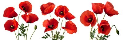 SPRING BRANCHES - Buds, Sprouts & Flowered 85xPNG SPRING BRANCHES - Buds, Sprouts & Flowered 85xPNG