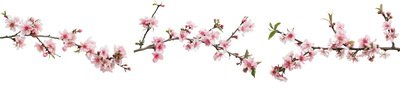 SPRING BRANCHES - Buds, Sprouts & Flowered 85xPNG SPRING BRANCHES - Buds, Sprouts & Flowered 85xPNG