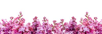 SPRING BRANCHES - Buds, Sprouts & Flowered 85xPNG SPRING BRANCHES - Buds, Sprouts & Flowered 85xPNG