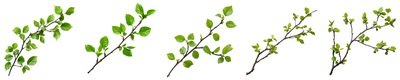 SPRING BRANCHES - Buds, Sprouts & Flowered 85xPNG SPRING BRANCHES - Buds, Sprouts & Flowered 85xPNG