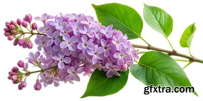 SPRING BRANCHES - Buds, Sprouts & Flowered 85xPNG SPRING BRANCHES - Buds, Sprouts & Flowered 85xPNG