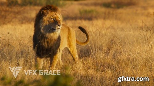 VFX Grace - Lion Animation