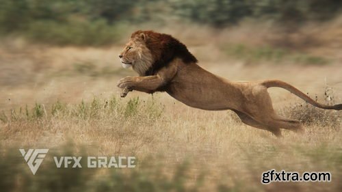 VFX Grace - Lion Animation