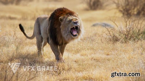 VFX Grace - Lion Animation