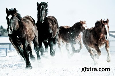 Horses 25xJPG