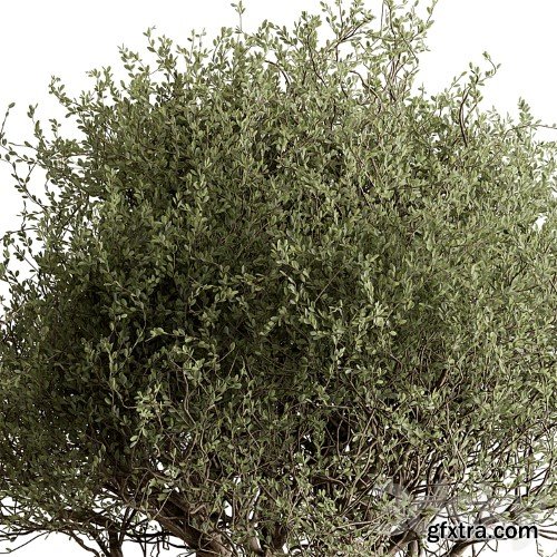 3dsky Pro - Outdoor Plants 594 - Tree in Pot