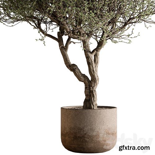 3dsky Pro - Outdoor Plants 594 - Tree in Pot