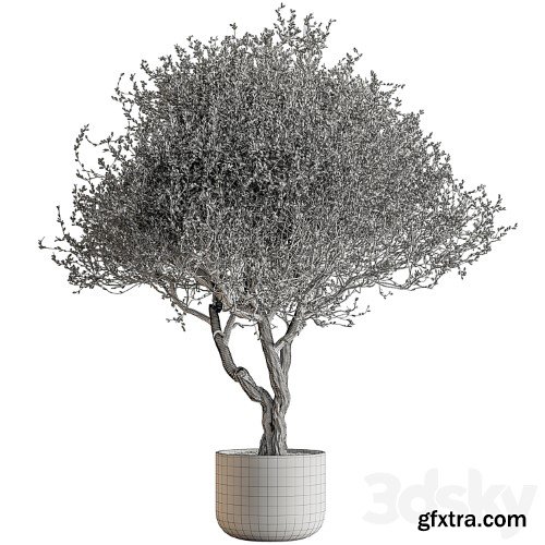 3dsky Pro - Outdoor Plants 594 - Tree in Pot