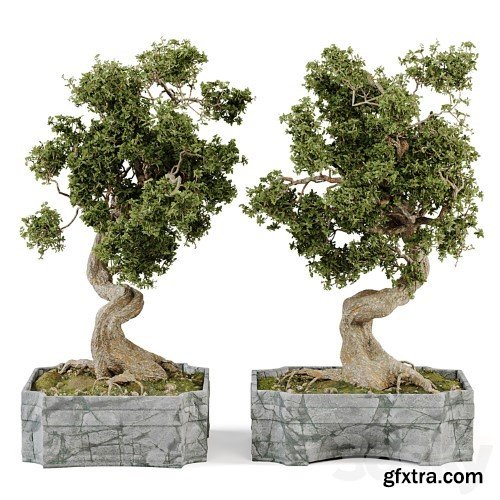 3dsky Pro - Bonsai Set Vol.01