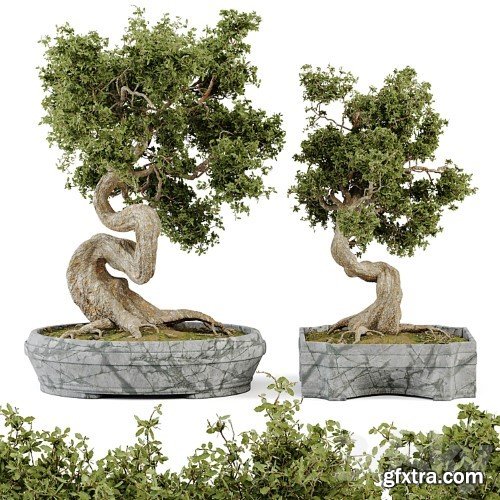 3dsky Pro - Bonsai Set Vol.01