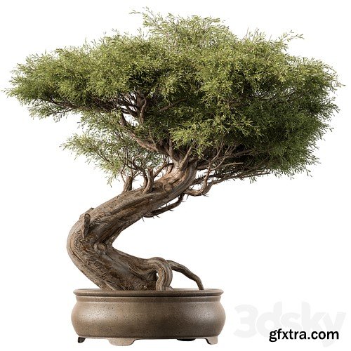 indoor Plant 452 - Bonsai Plant
