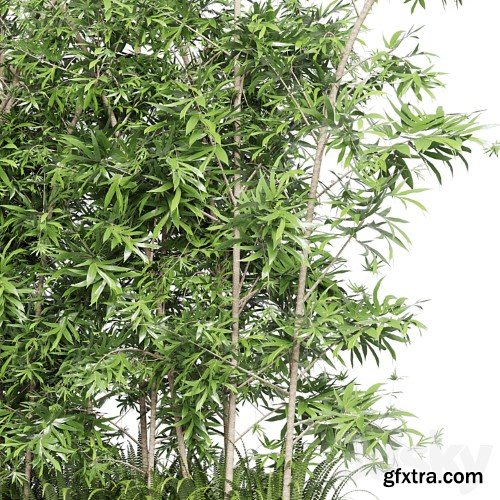 3dsky Pro - Collection Outdoor plant 49 concrete dirt old vase bax pot tree fern bamboo